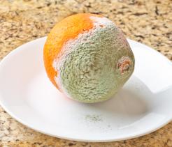 mold and yeast