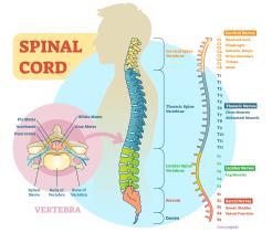 Skeletal System unit cover image