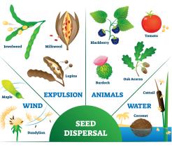 Seeds unit cover image