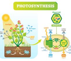 Introduction to Plants and How They Obtain Energy from the Sun unit cover image