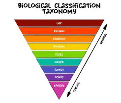 Taxonomy unit cover image
