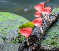 Fungi unit cover image