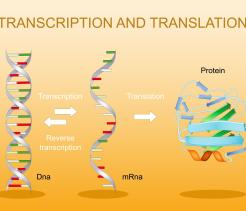 From Genes to Proteins unit cover image