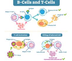 The Immune System unit cover image