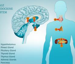 The Endocrine System unit cover image