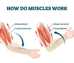 The Muscular System unit cover image