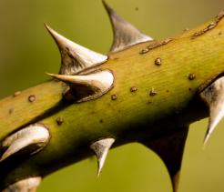 Plant Defense Mechanisms unit cover image