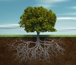 Roots, Stems and Leaves, Roots, Stems, and Leaves unit cover image