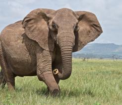 Elephant, Additional Animals Resources unit cover image