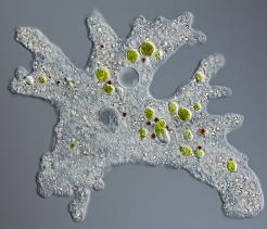 Introduction to Protists unit cover image