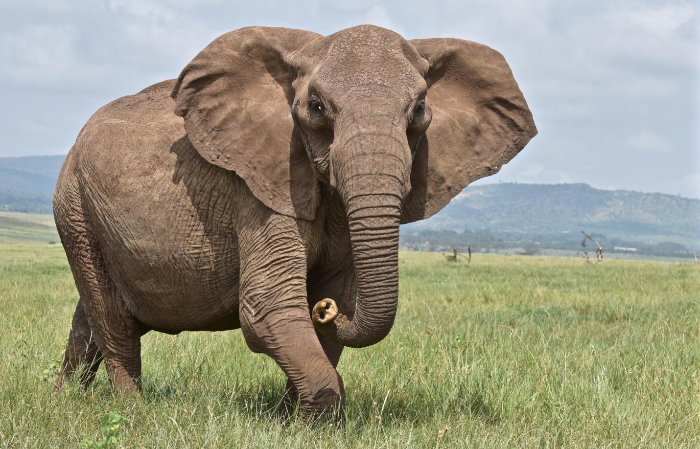 Elephant, Additional Animals Resources unit cover image