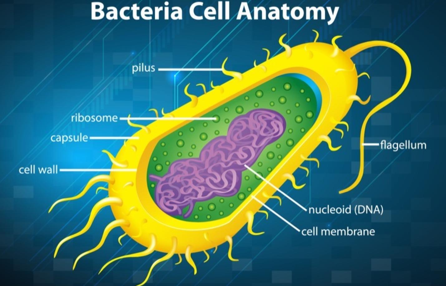 Cells unit cover image